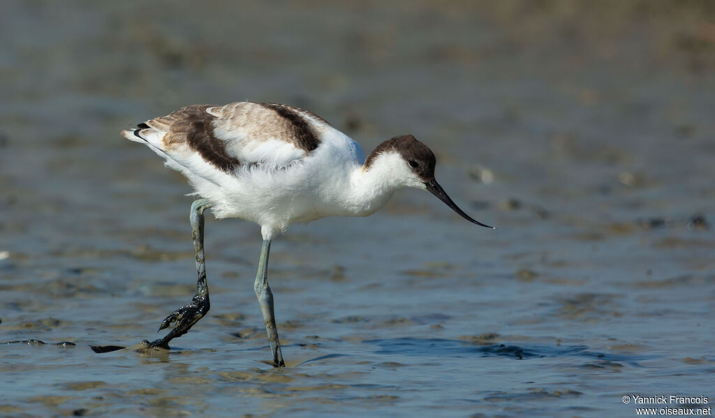 Avocette éléganteimmature, identification, composition