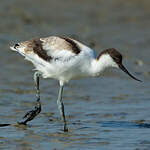 Avocette élégante