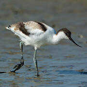 Avocette élégante