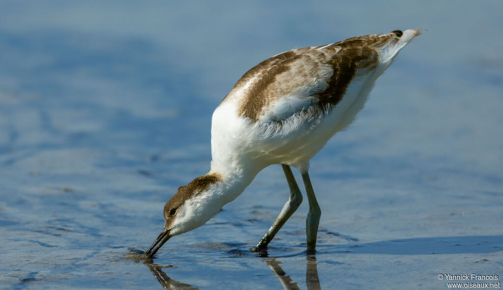 Avocette éléganteimmature, identification, composition, pêche/chasse