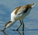 Avocette élégante
