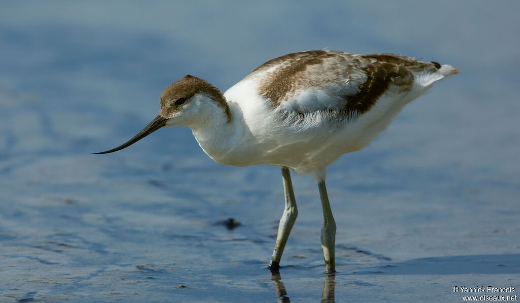 Avocette éléganteimmature, identification, composition