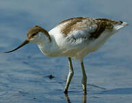 Avocette élégante