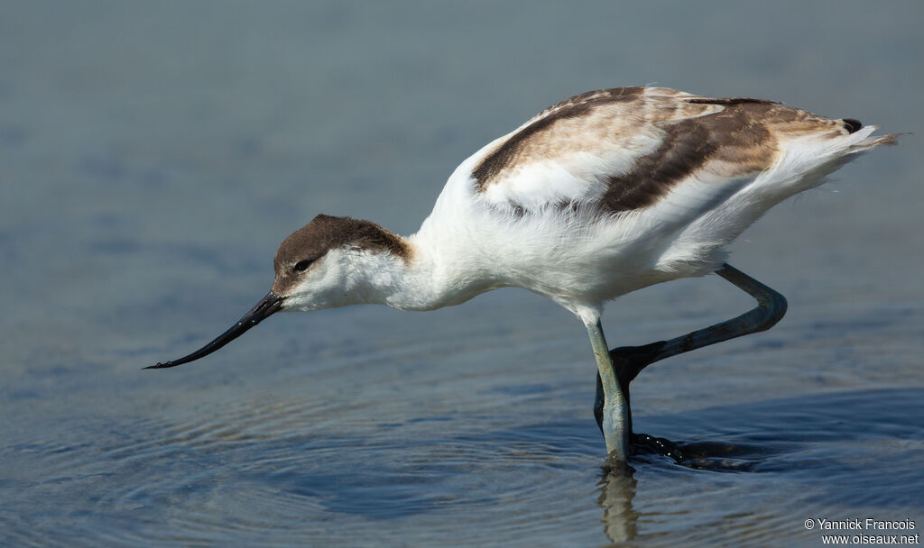 Avocette éléganteimmature, identification, composition