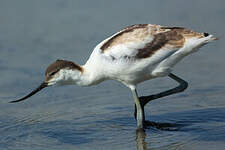 Avocette élégante