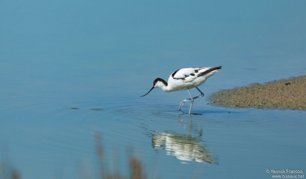 Avocette éléganteadulte, habitat, composition