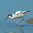 Avocette élégante