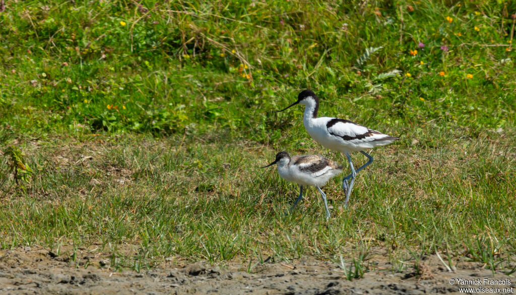 Avocette élégante, habitat, composition