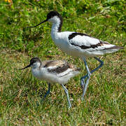 Avocette élégante