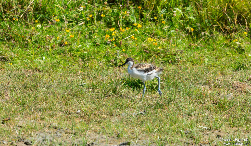Avocette élégantejuvénile, identification, composition, marche