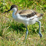 Avocette élégante