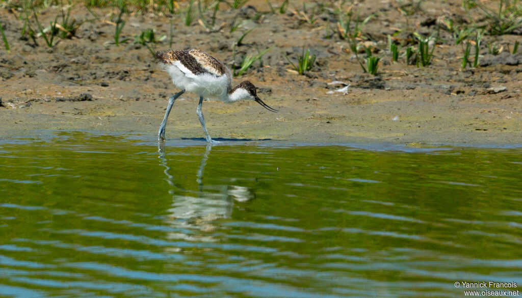 Avocette élégantejuvénile, habitat, composition, mange