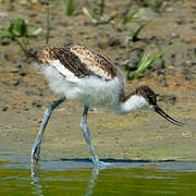 Avocette élégante