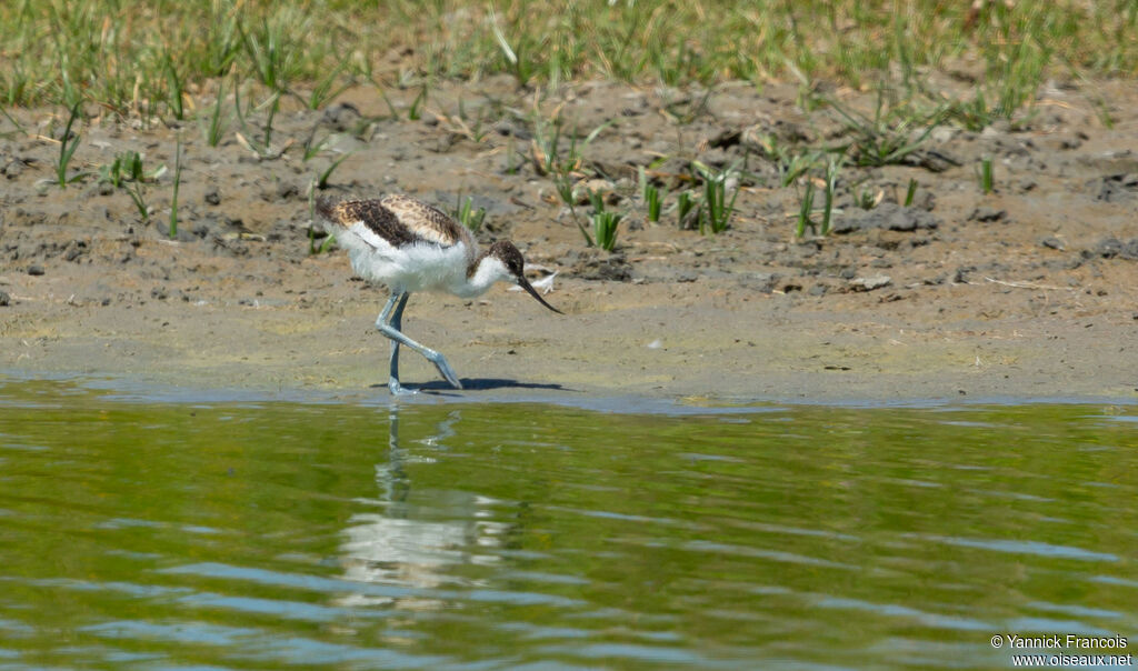 Avocette élégantejuvénile, habitat, composition, marche