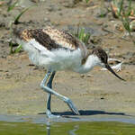 Avocette élégante
