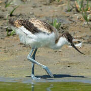 Avocette élégante