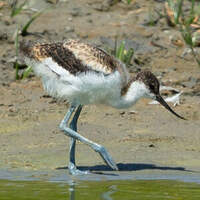 Avocette élégante