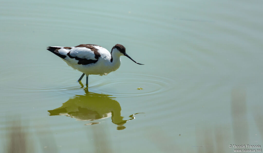 Avocette éléganteadulte, identification, composition