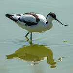 Avocette élégante