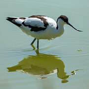 Avocette élégante