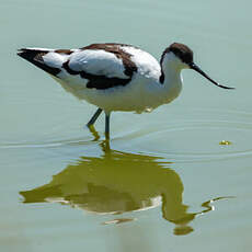 Avocette élégante