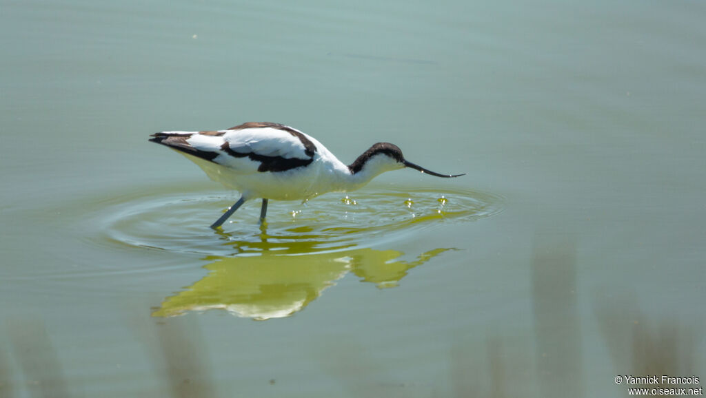 Avocette éléganteadulte, identification, composition, mange