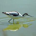 Avocette élégante