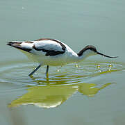 Avocette élégante