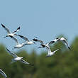 Avocette élégante