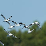 Avocette élégante