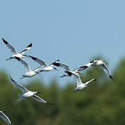 Avocette élégante