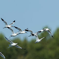 Avocette élégante