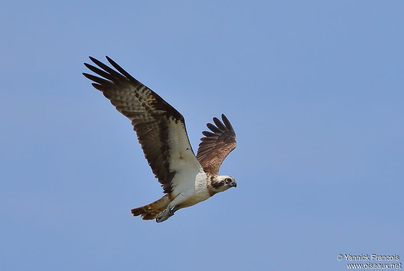 Western Osprey female adult, aspect, Flight