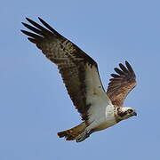 Western Osprey