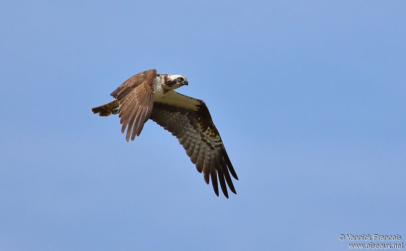 Osprey female adult, aspect, Flight