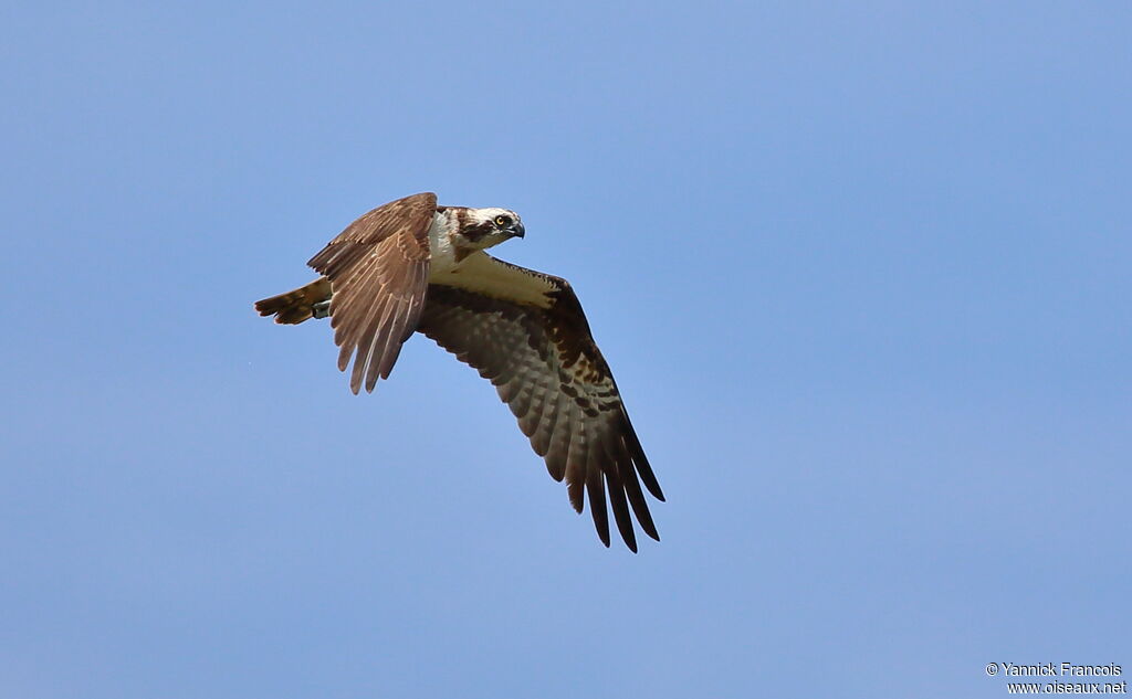 Osprey female adult, aspect, Flight