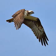 Western Osprey