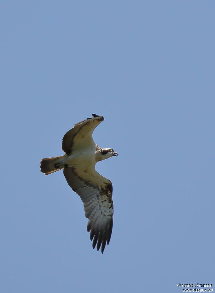 Osprey, habitat, aspect