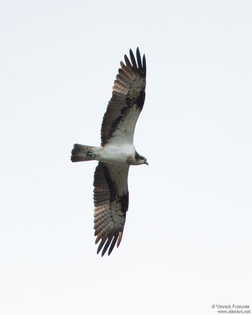 Balbuzard pêcheur femelle adulte, composition, Vol