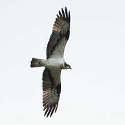 Balbuzard pêcheur