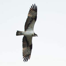 Balbuzard pêcheur