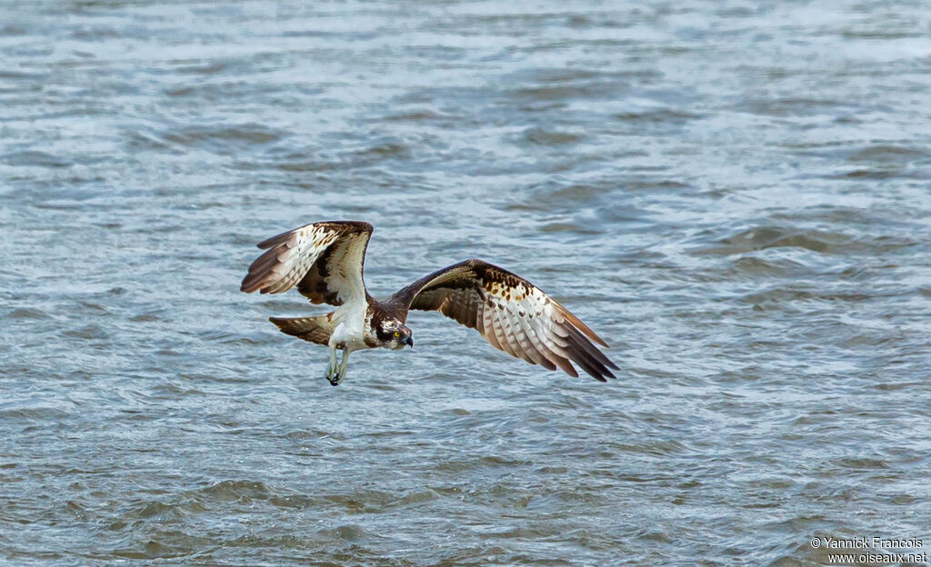 Balbuzard pêcheur femelle adulte, identification, composition, pêche/chasse