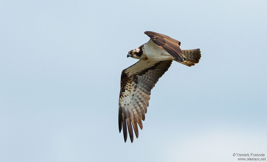 Balbuzard pêcheur femelle adulte, composition, Vol