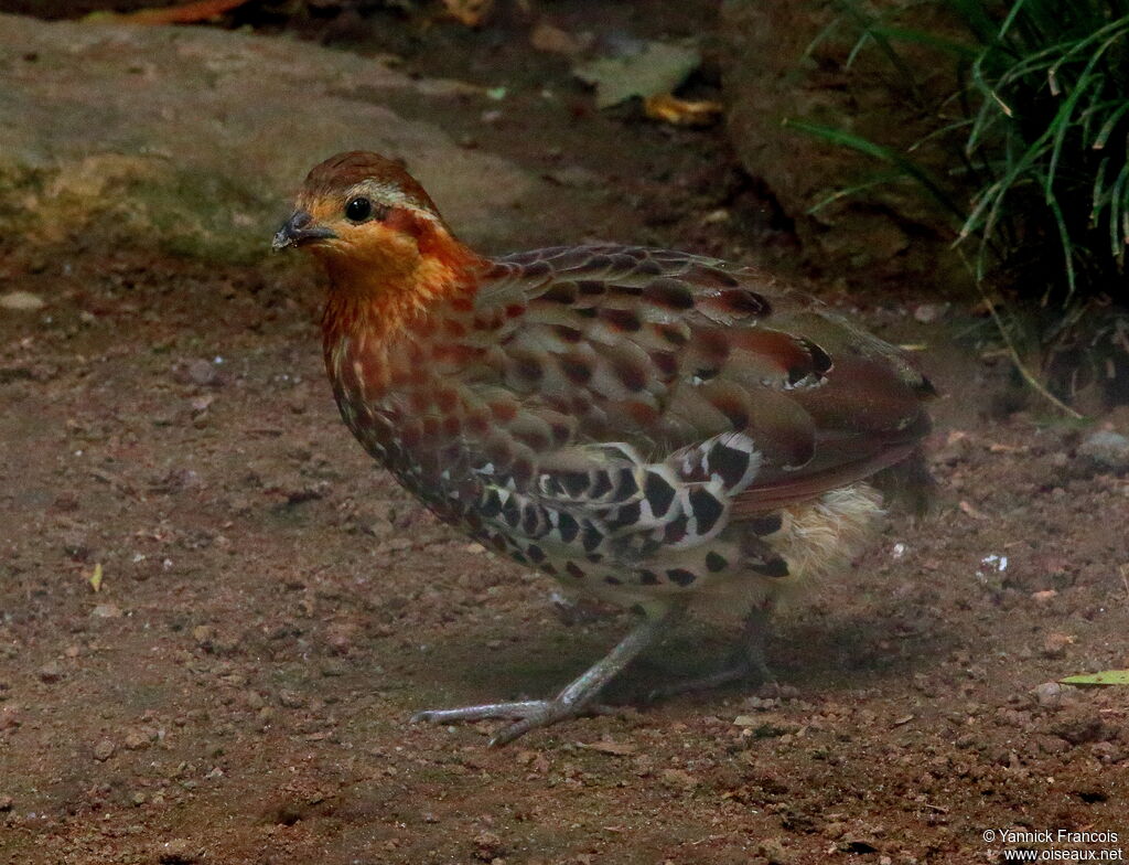 Bambusicole de Fytchadulte, identification, composition