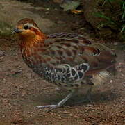 Mountain Bamboo Partridge