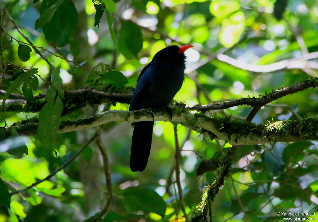 Black-fronted Nunbirdadult, habitat, aspect