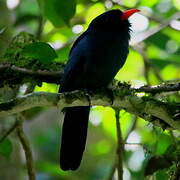 Black-fronted Nunbird