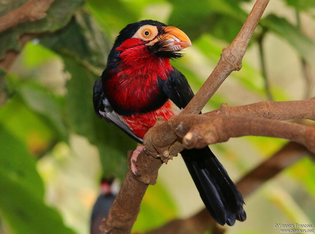 Bearded Barbetadult, identification, aspect