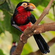 Bearded Barbet