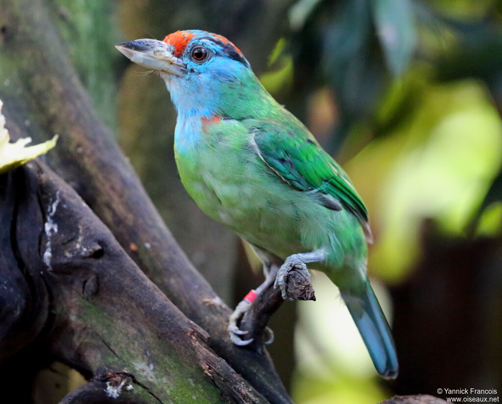 Blue-throated Barbetadult, identification, aspect